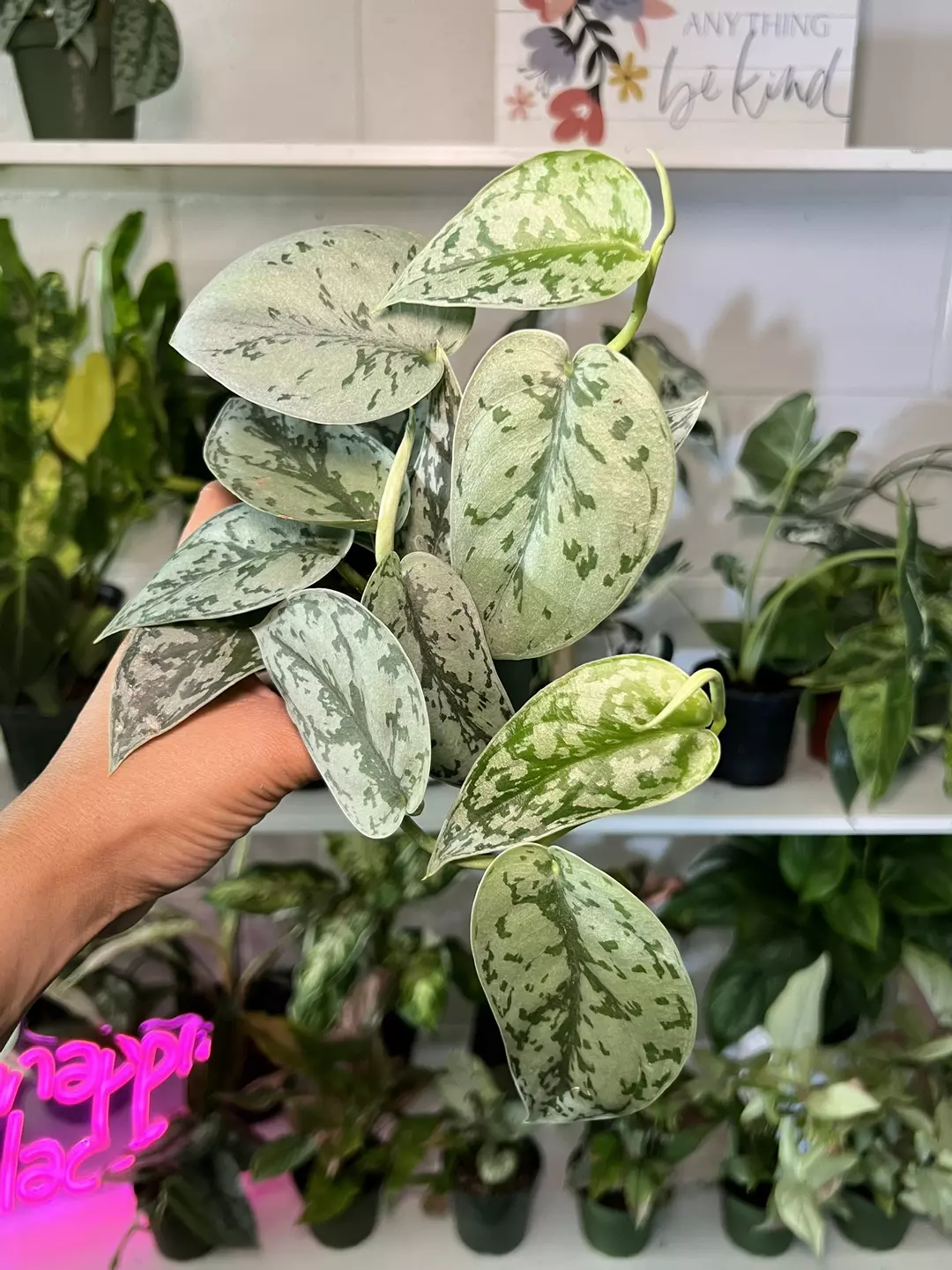 4” Scindapsus Silver Lady C - Exact Plant🌱 thumbnail