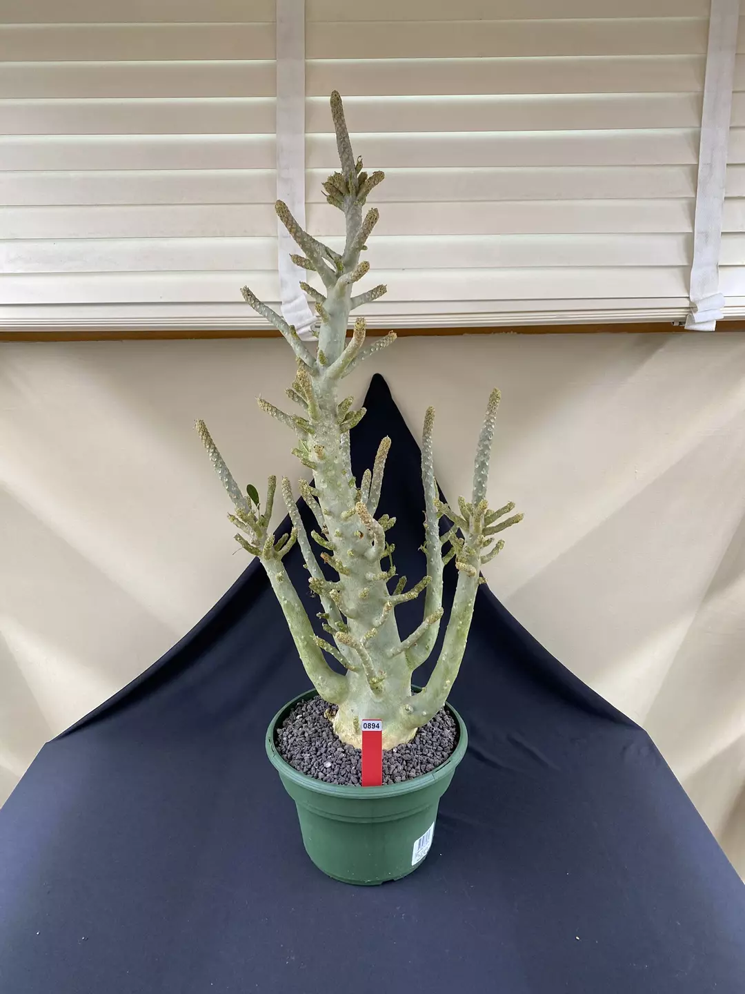 894 30” HUGE Dorstenia Gigas Fresh Flush Coming In thumbnail