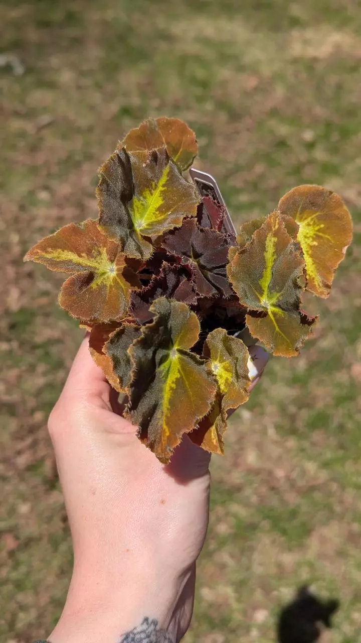 Begonia Montuno  thumbnail