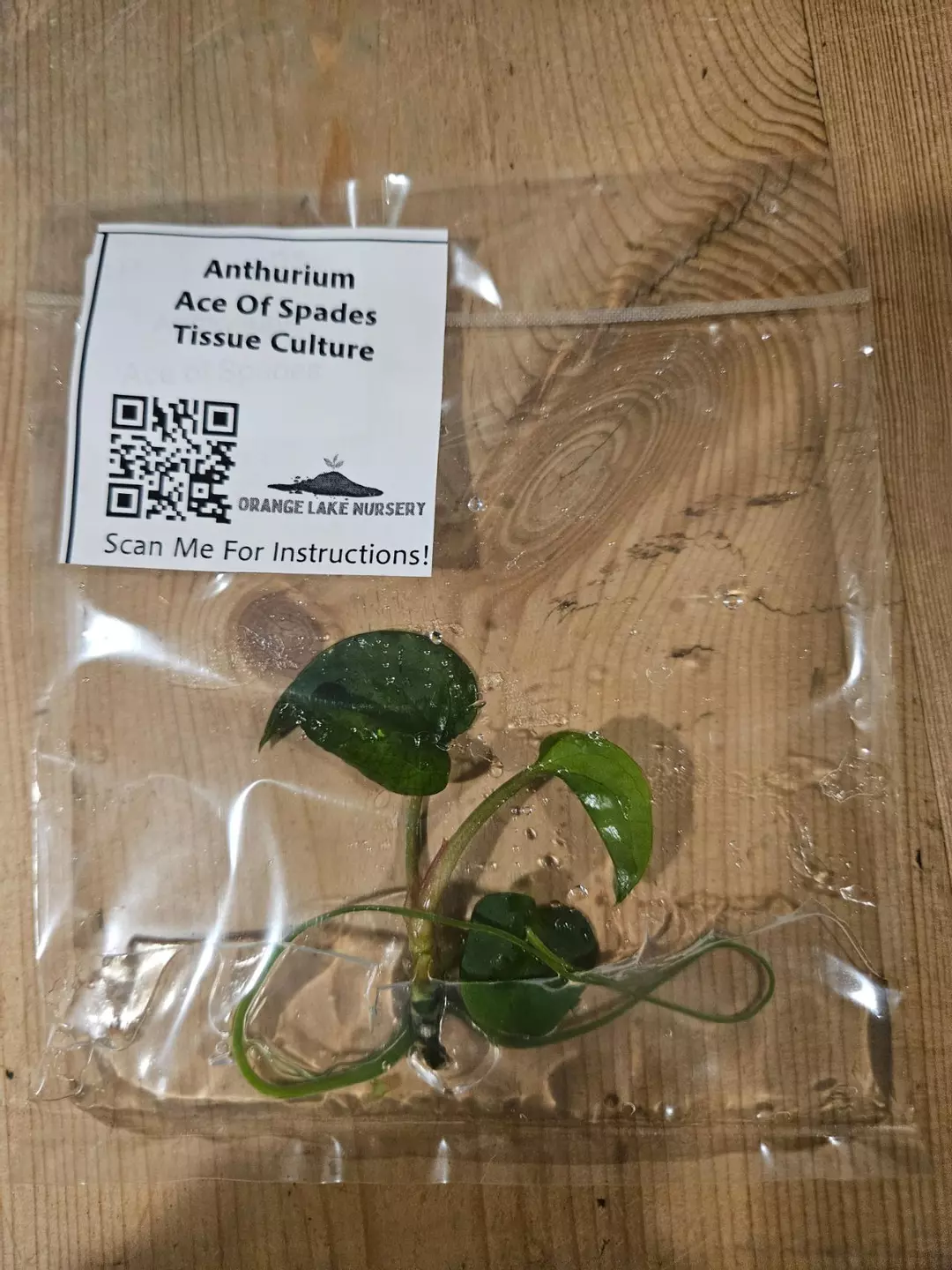 TC Anth Ace of Spades thumbnail