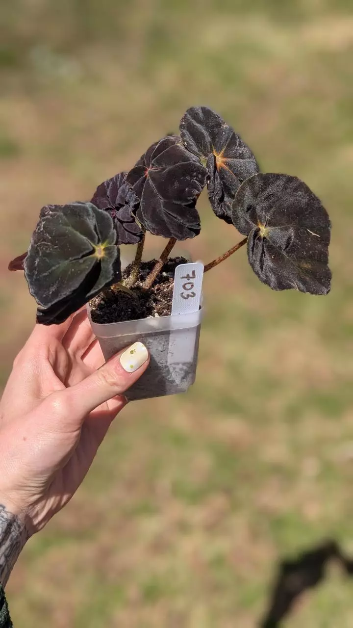 703 Begonia Conga thumbnail