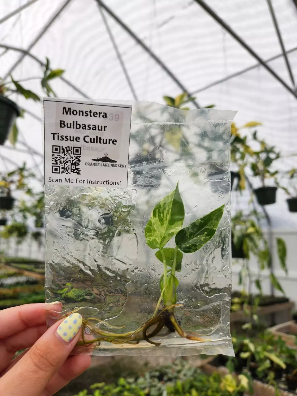 TC Mon Bulbasaur thumbnail