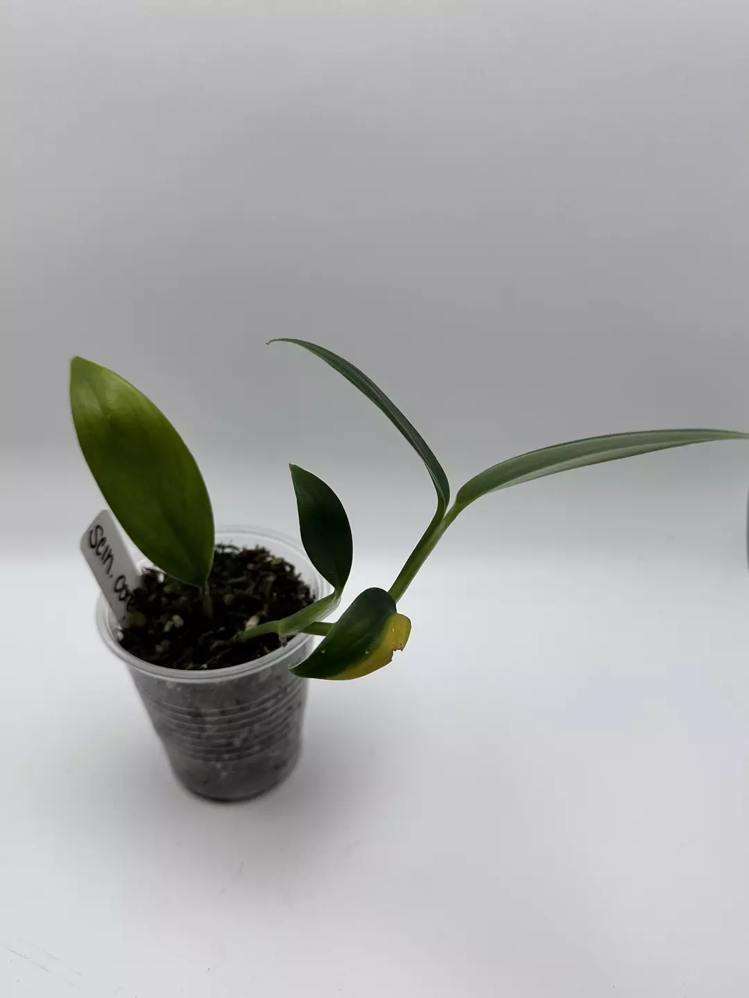 Scindapsus coriaceus aurea (low color) thumbnail