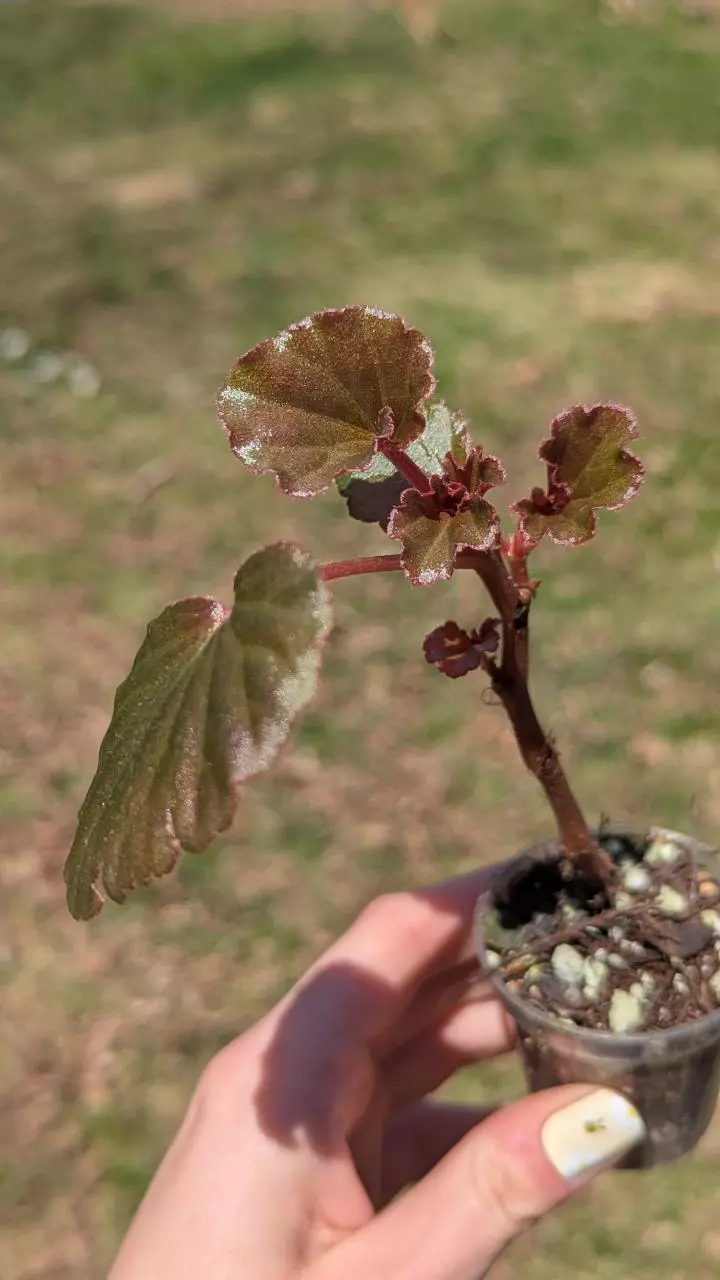 Begonia Cuculata  thumbnail