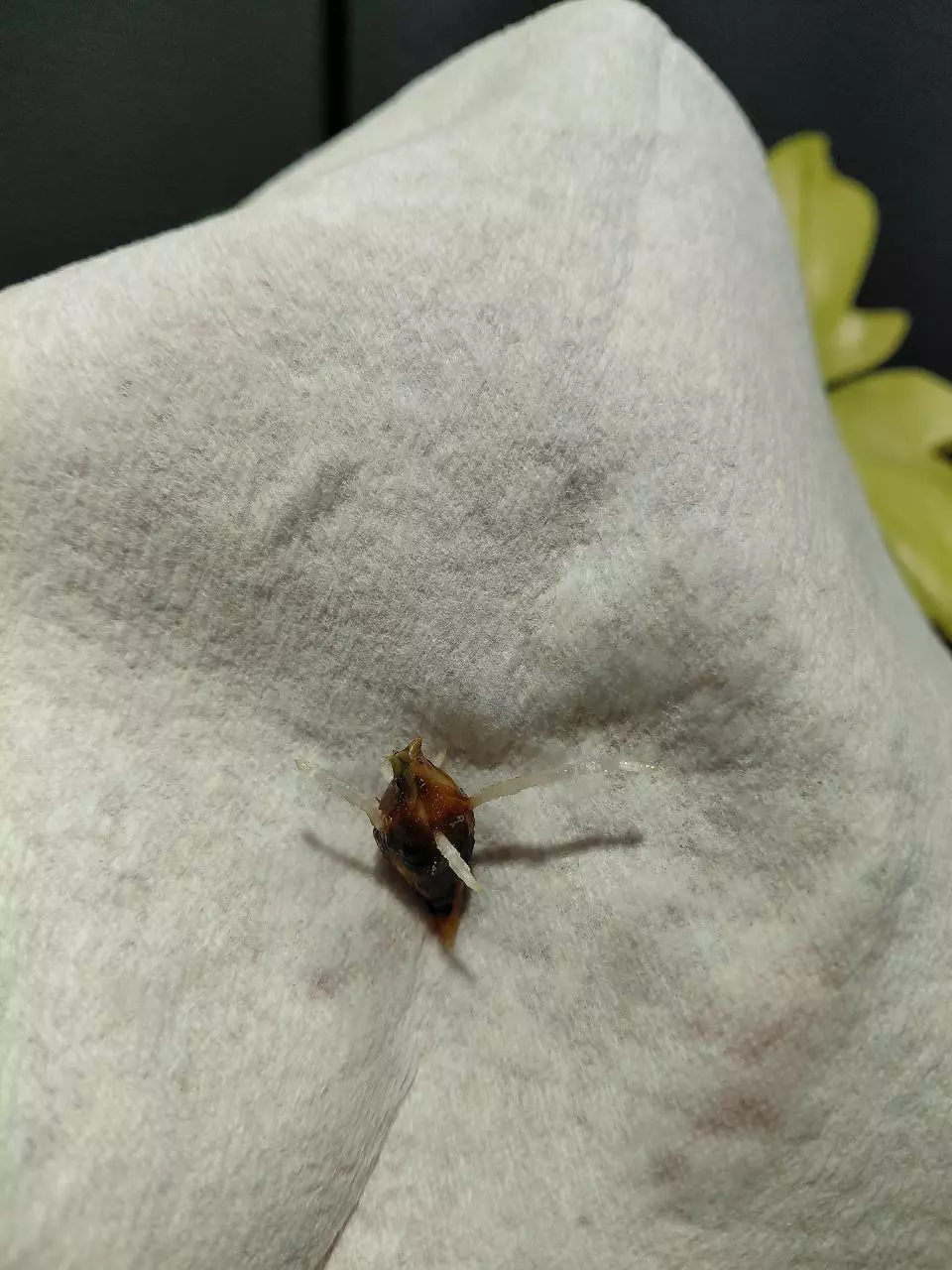 True Pink Cuprea Corm with Roots thumbnail