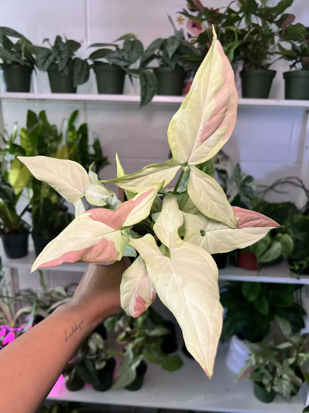 4” Syngonium Pink Salmon B - Exact Plant🌱 thumbnail