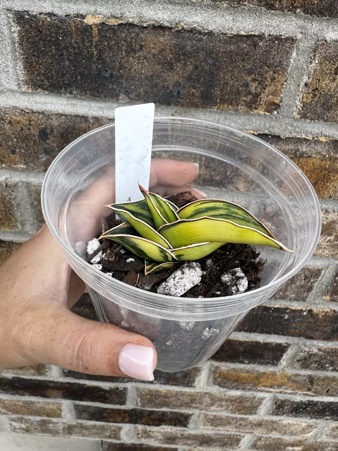 Rorida Variegated thumbnail
