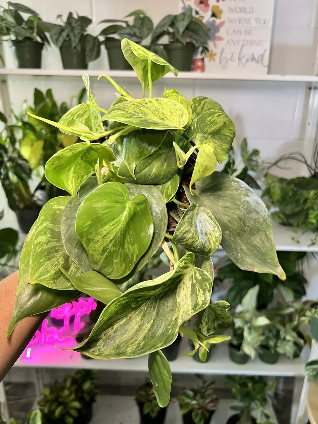 4” Philodendron Varigated Heartleaf A - Exact Plant🌱 thumbnail