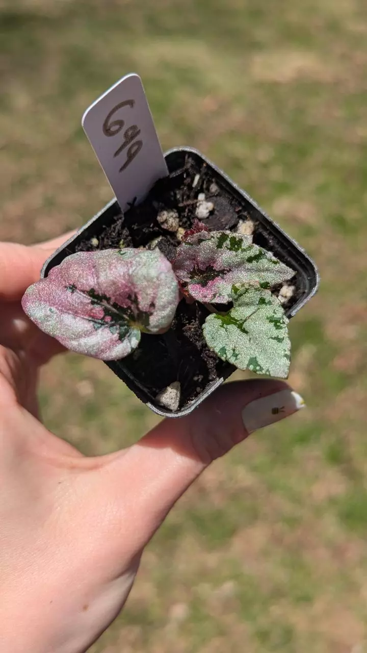 699 Begonia Maui Sunset thumbnail