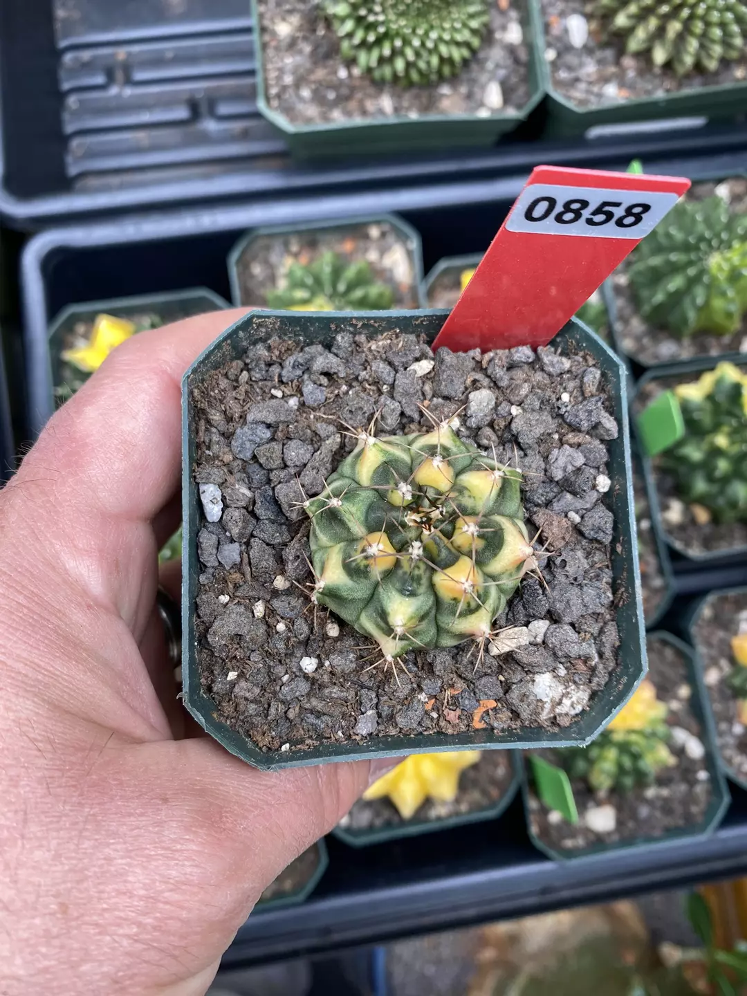 858 Gymnocalycium cv Banana Split thumbnail