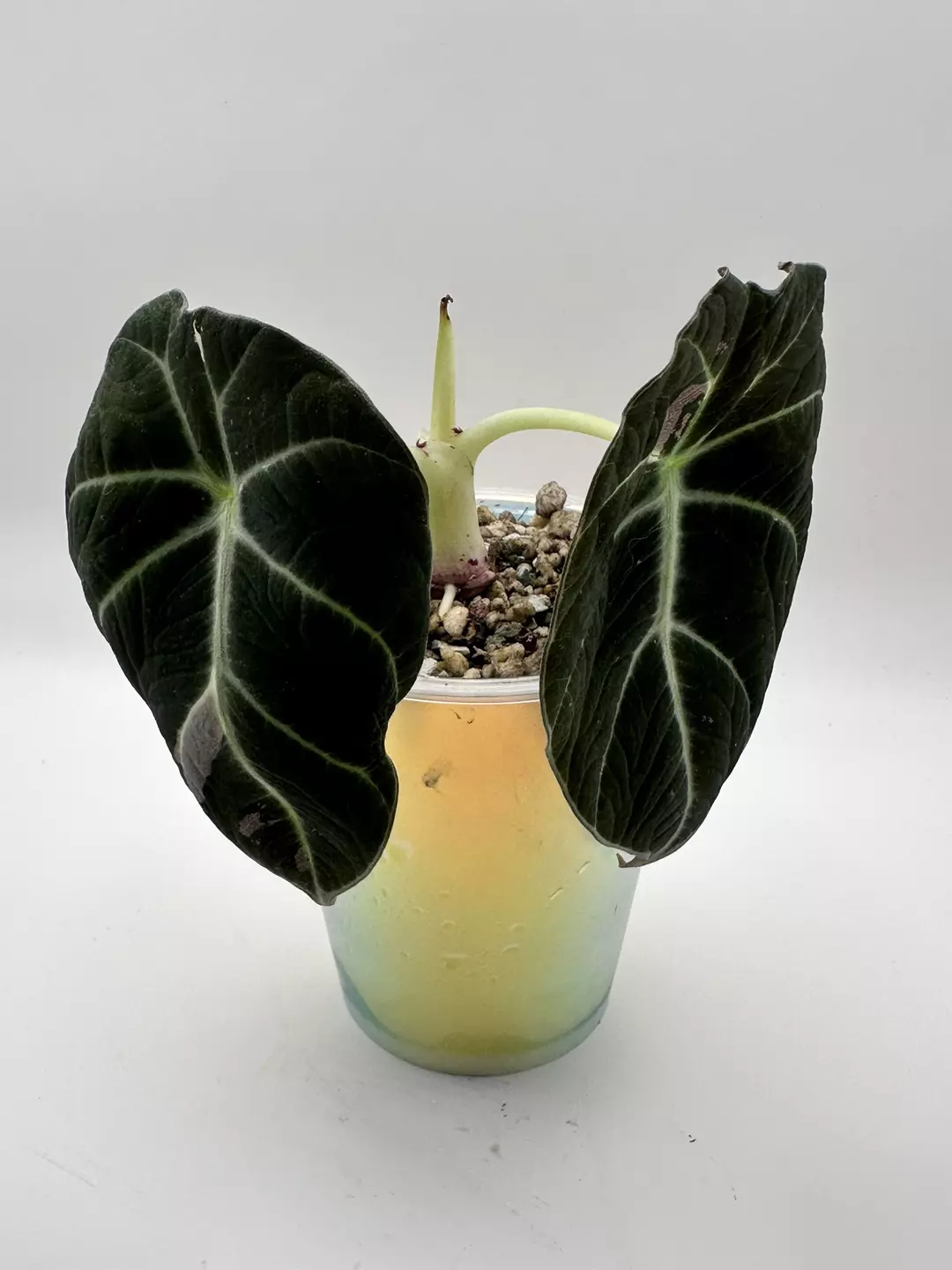 Alocasia Pink Black Velvet thumbnail
