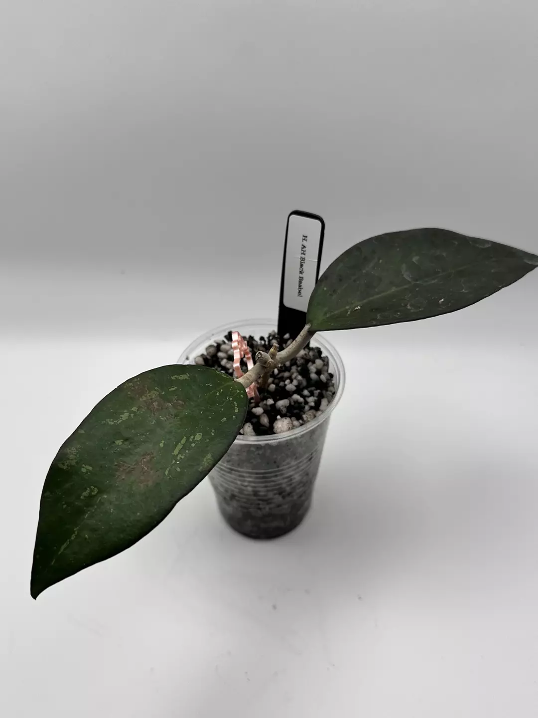 H. AH Black Baabel (lightly rooted) thumbnail
