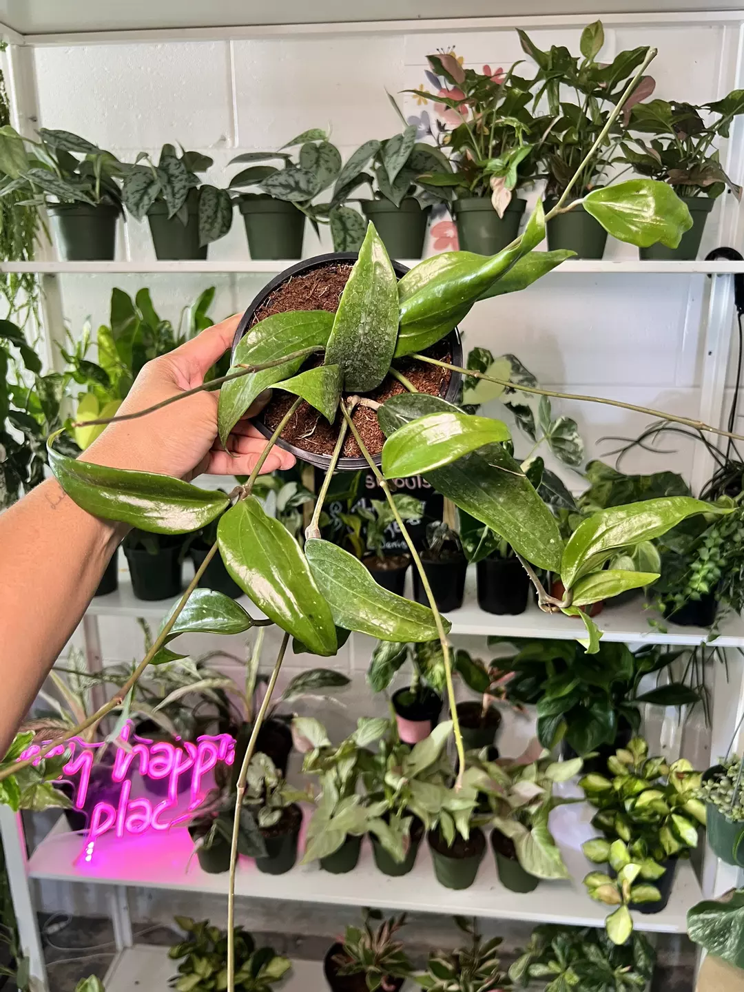 6” Hoya Rígida - Exact Plant🌱 thumbnail