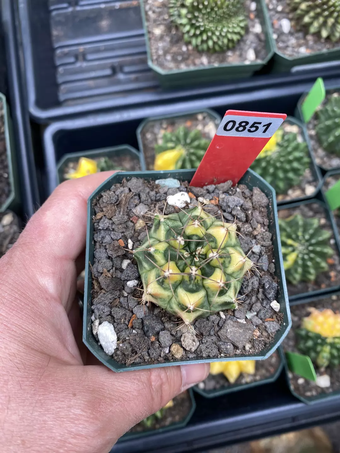 851 Gymnocalycium cv Banana Split thumbnail