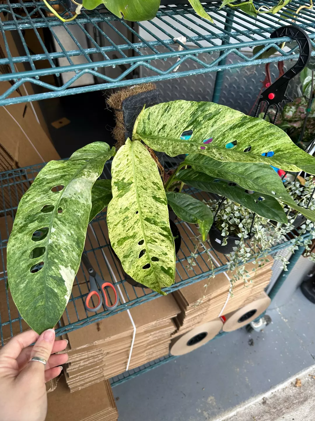 Rhaphidophora Foraminifera variegated with plank thumbnail
