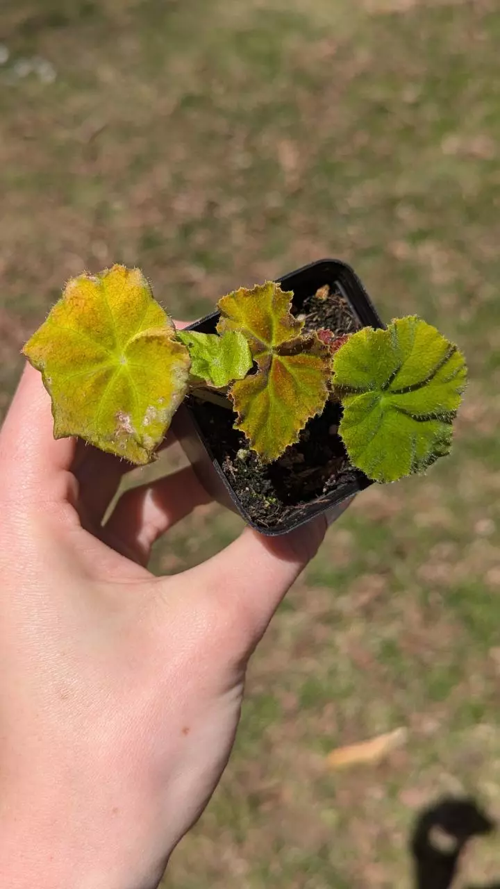 Begonia Autumn Ember  thumbnail