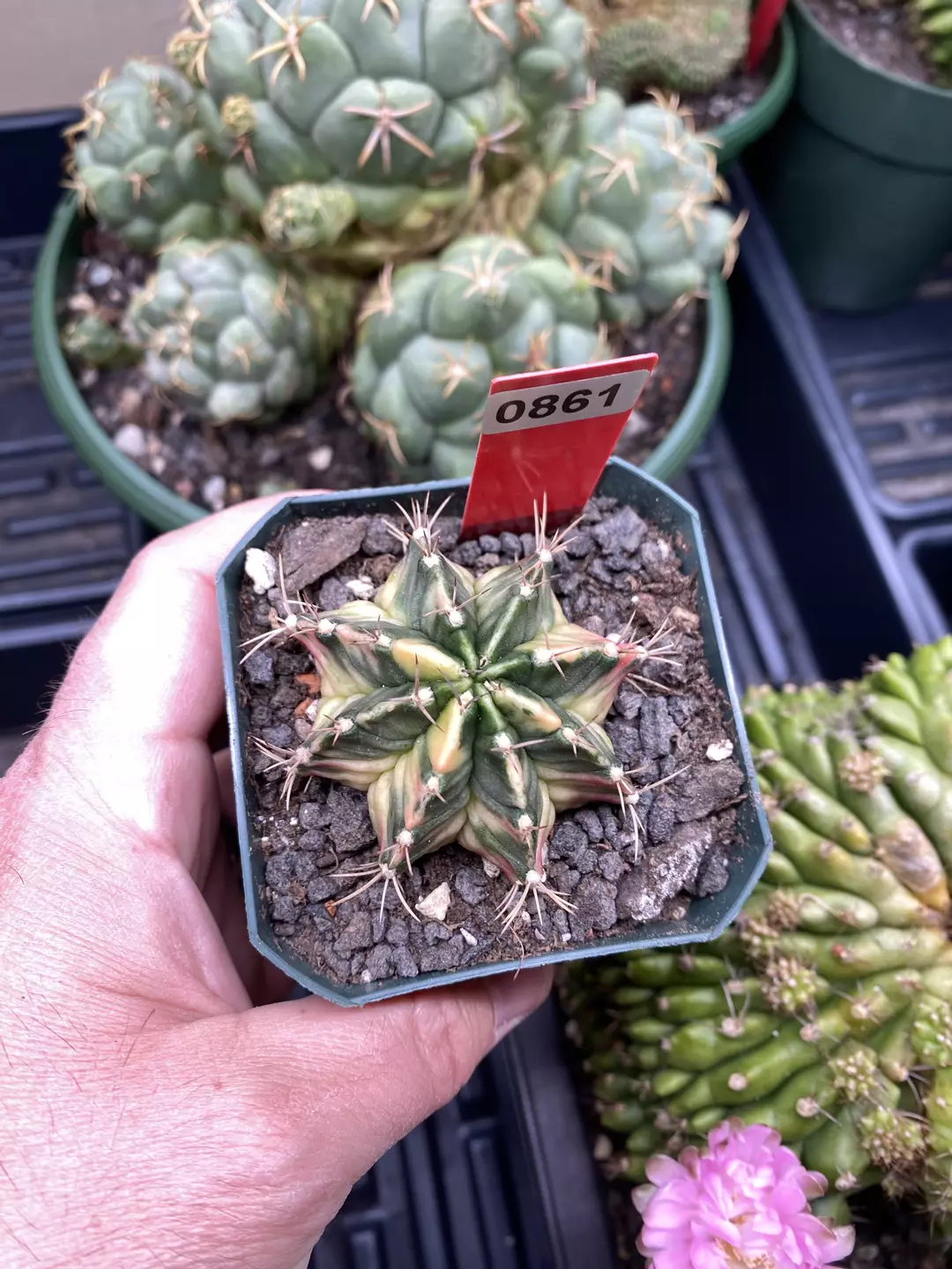 861 Gymnocalycium cv Birds Nest thumbnail