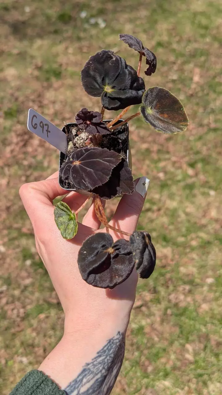 697 Begonia Conga thumbnail