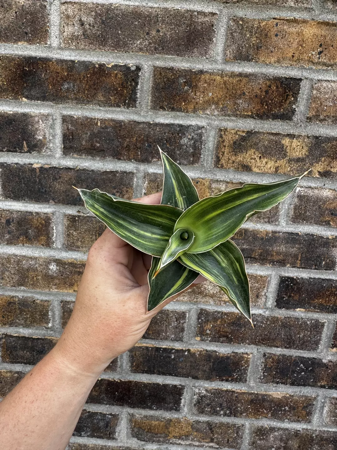 Kimayo Variegated thumbnail