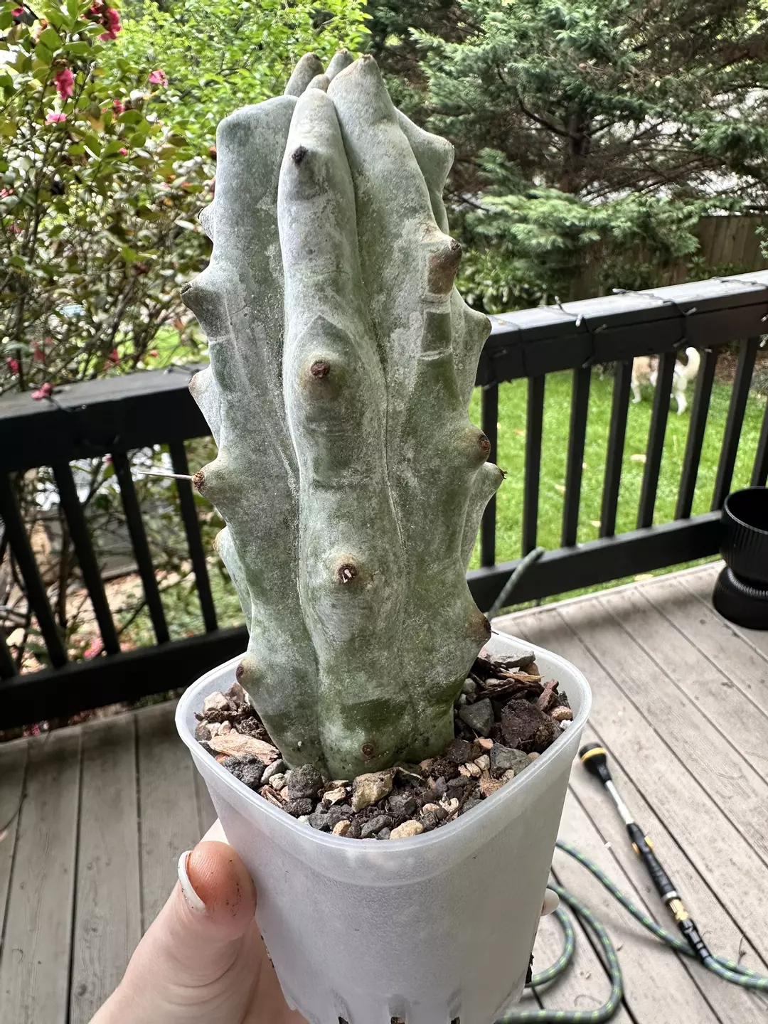 Ghost boobie cactus thumbnail