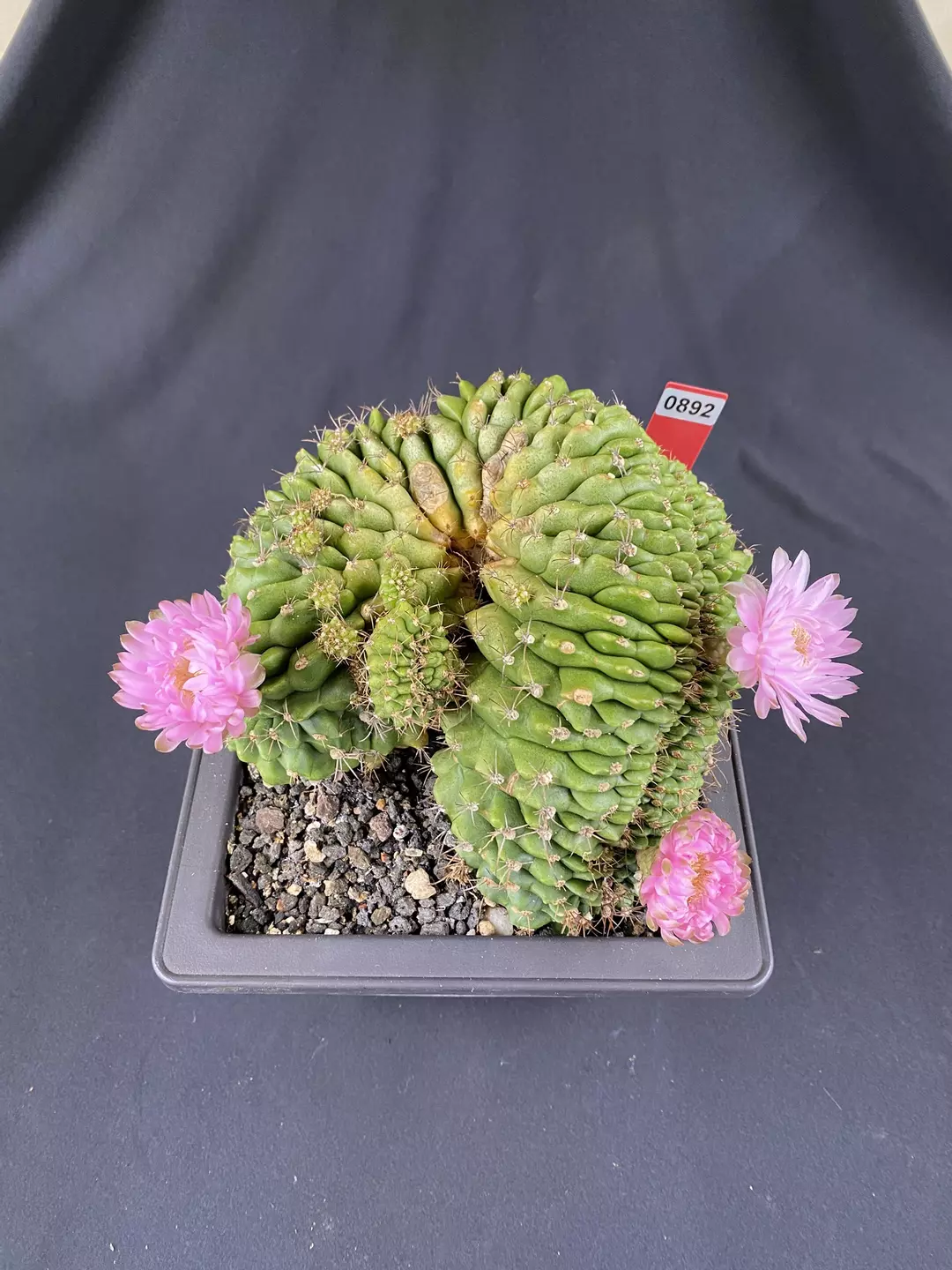 892 XXL Gymnocalycium Crestata “Roly-Poly” thumbnail