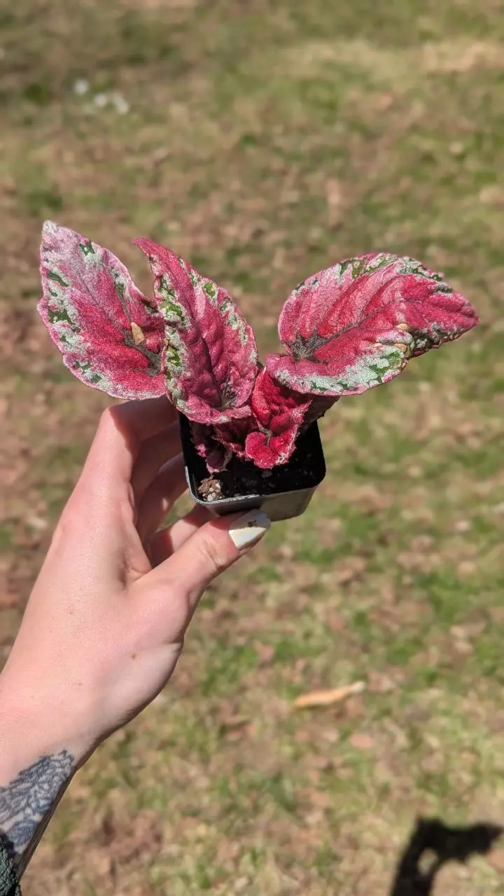 Begonia Maui Sunset  thumbnail