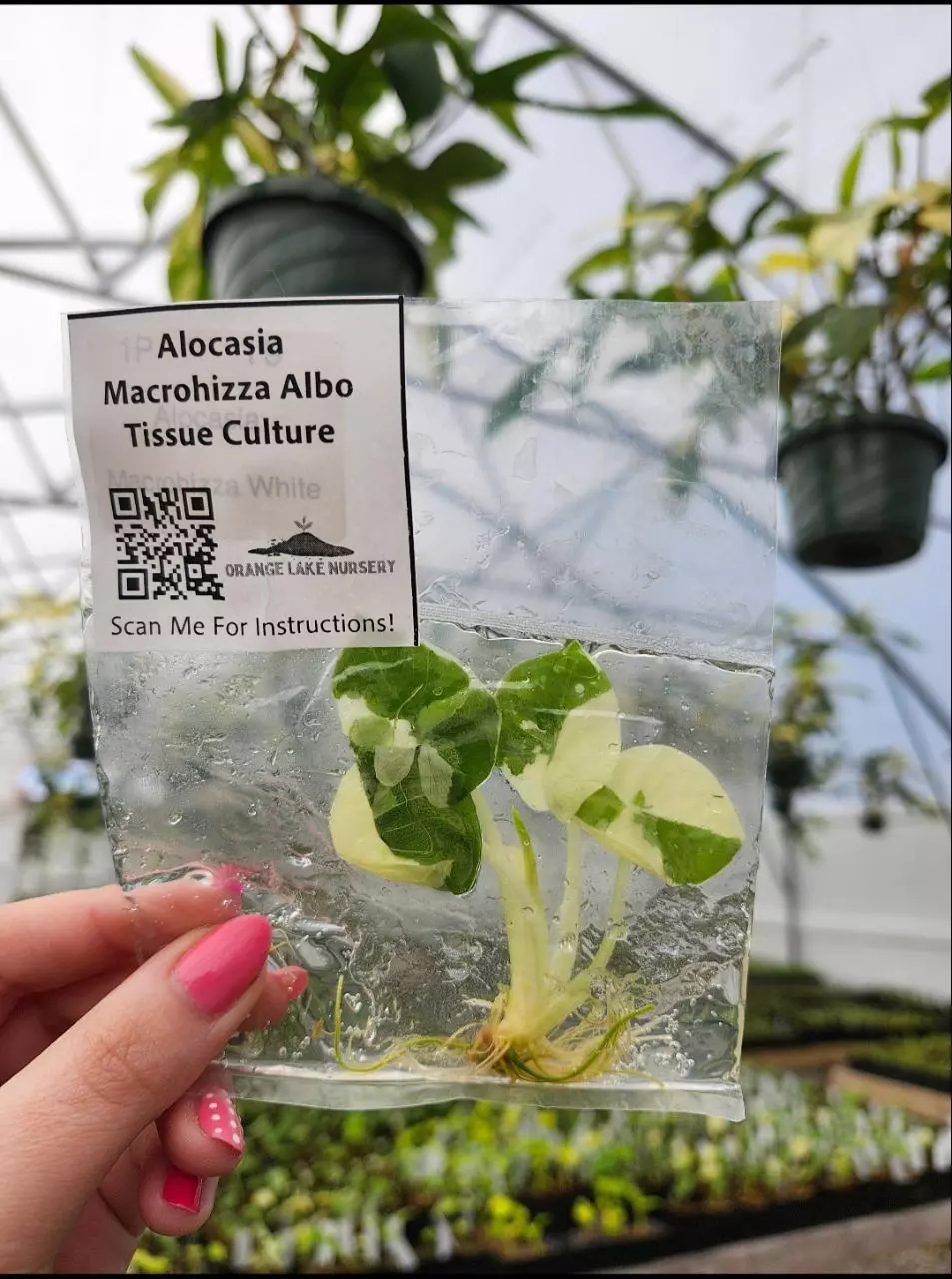 TC Alocasia Macrorrhiza Albo thumbnail