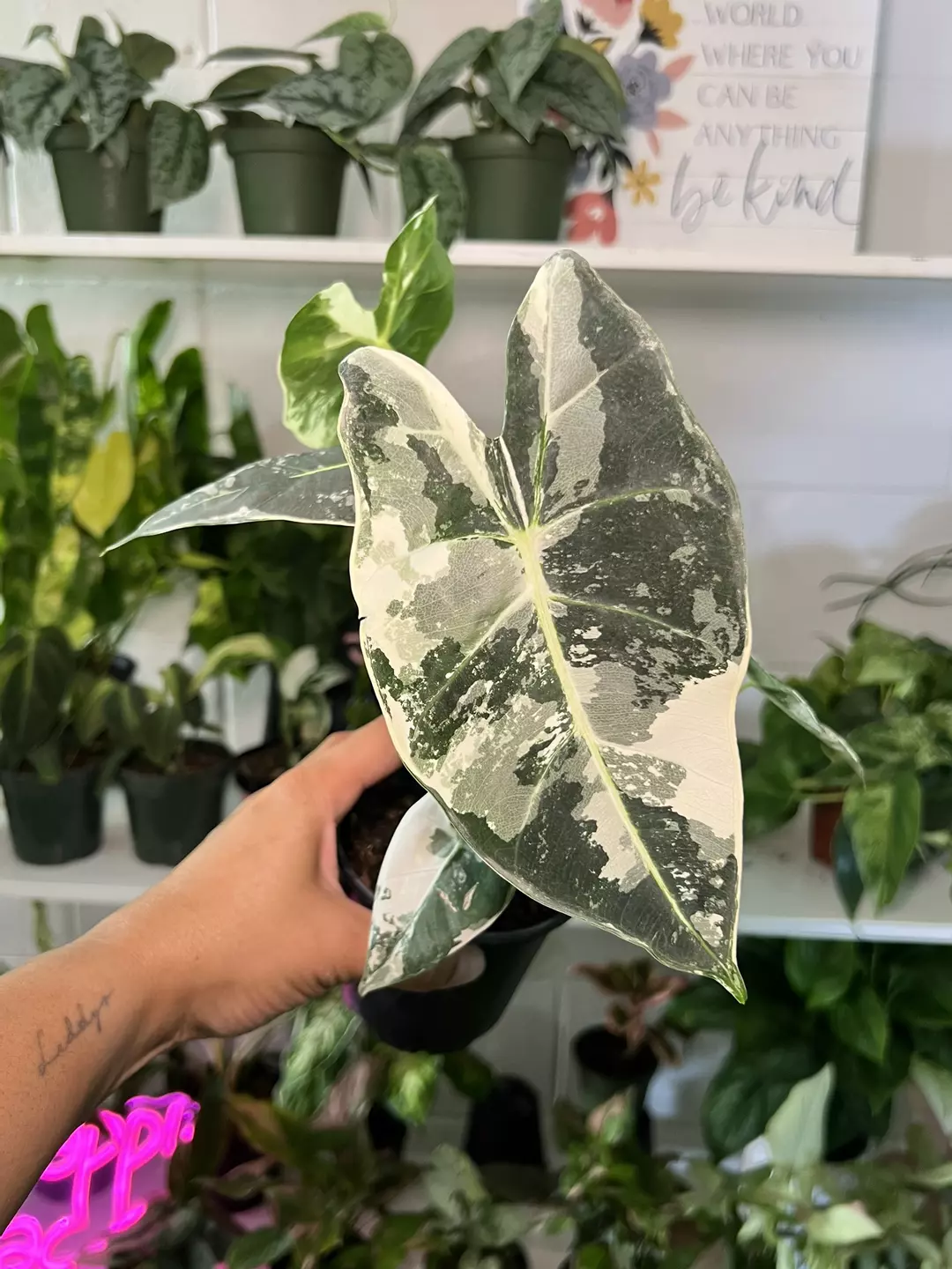 4” Alocasia Frydek Variegated A - Exact Plant🌱 thumbnail