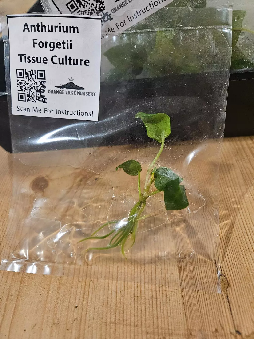 TC Anth Forgetii thumbnail