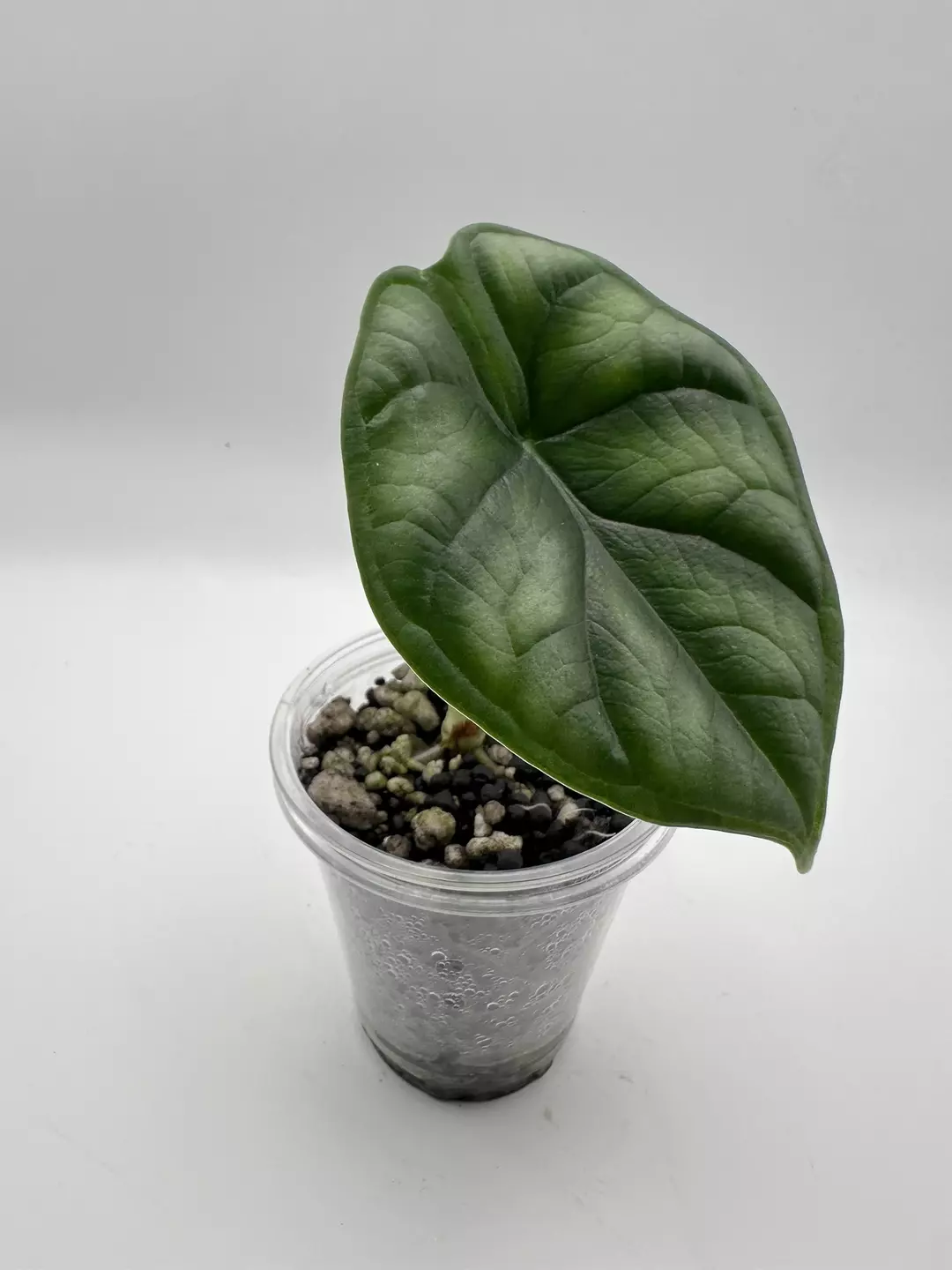 Dragon Scale Alocasia thumbnail