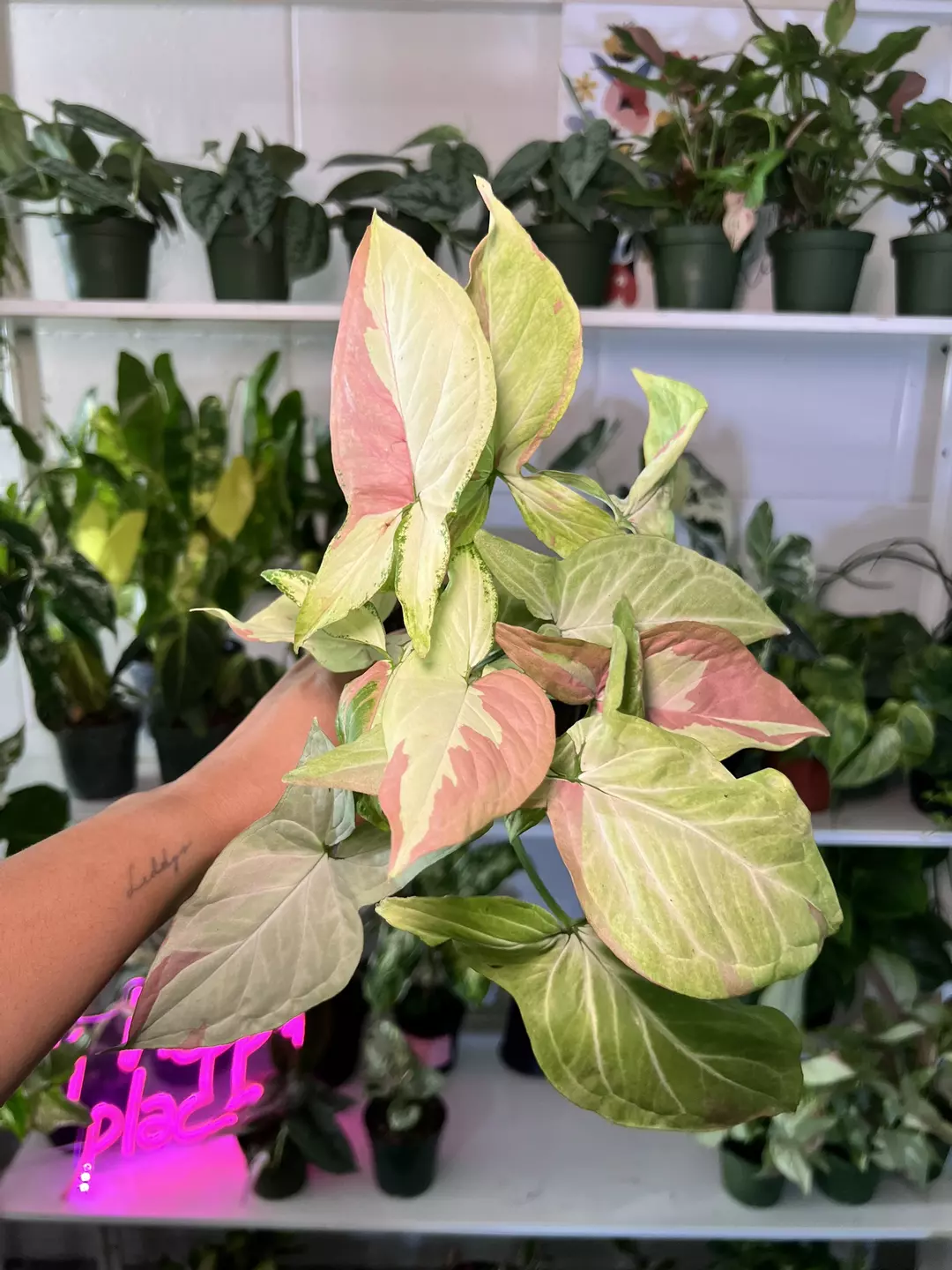 4” Syngonium Pink Salmon A - Exact Plant🌱 thumbnail