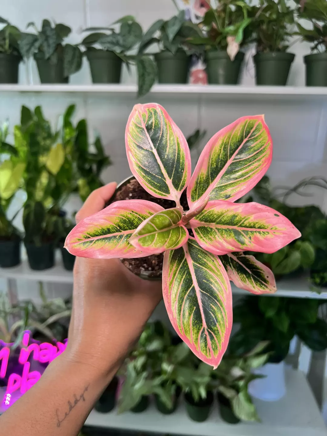 4” Aglaonema Lotus Delight - Exact Plant🌱 thumbnail
