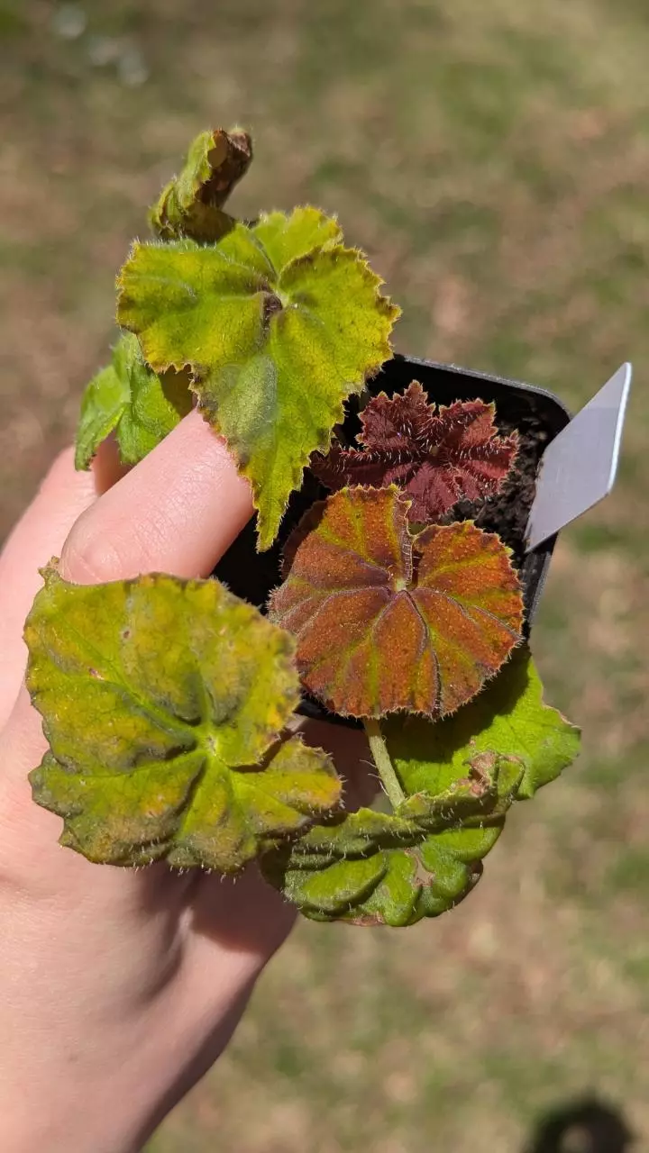 Begonia Autumn Ember  thumbnail