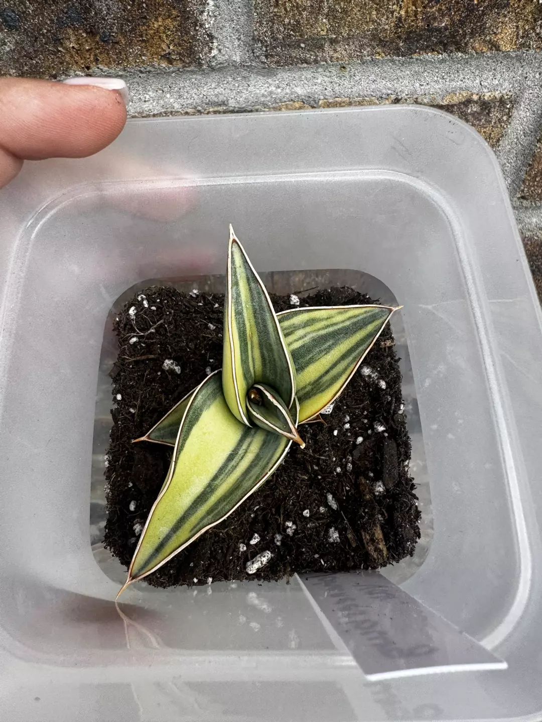 Johannesburg Variegated thumbnail