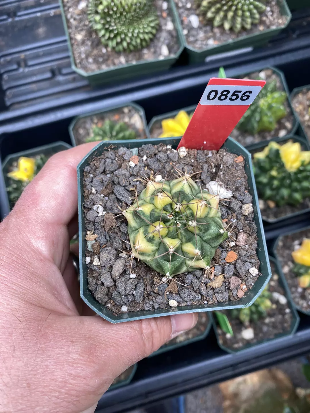 856 Gymnocalycium cv Banana Split thumbnail