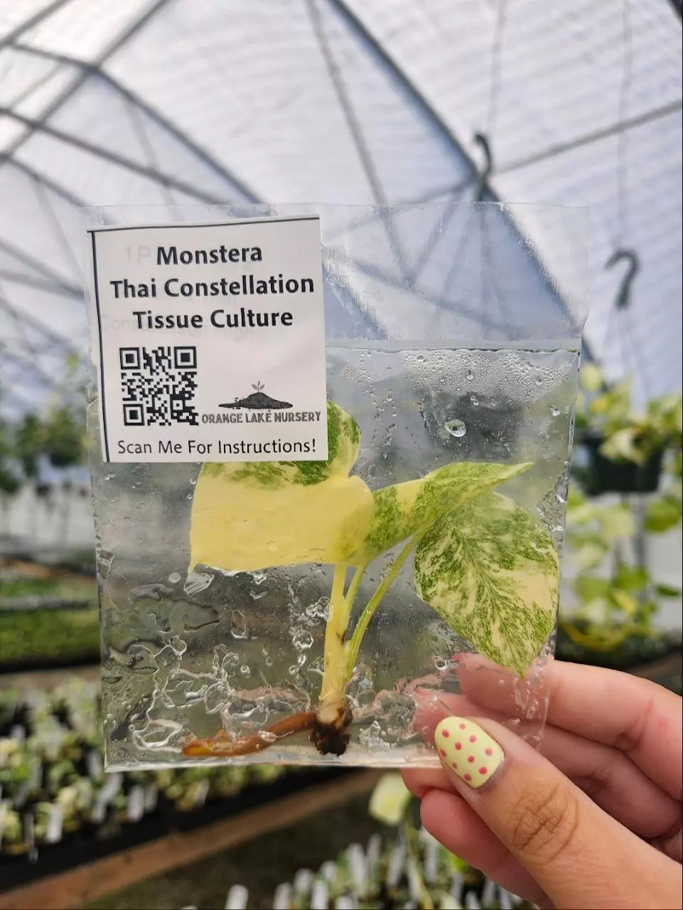 TC Thai Con thumbnail