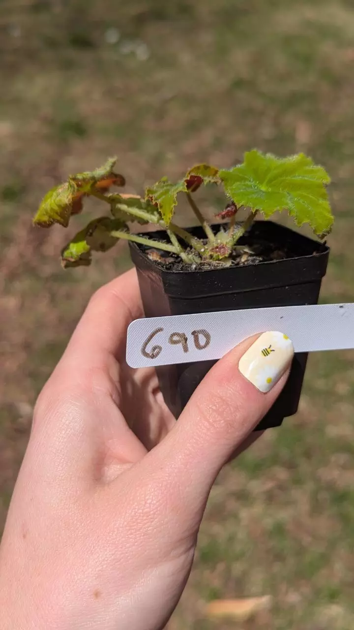 690 Begonia Autumn Ember thumbnail