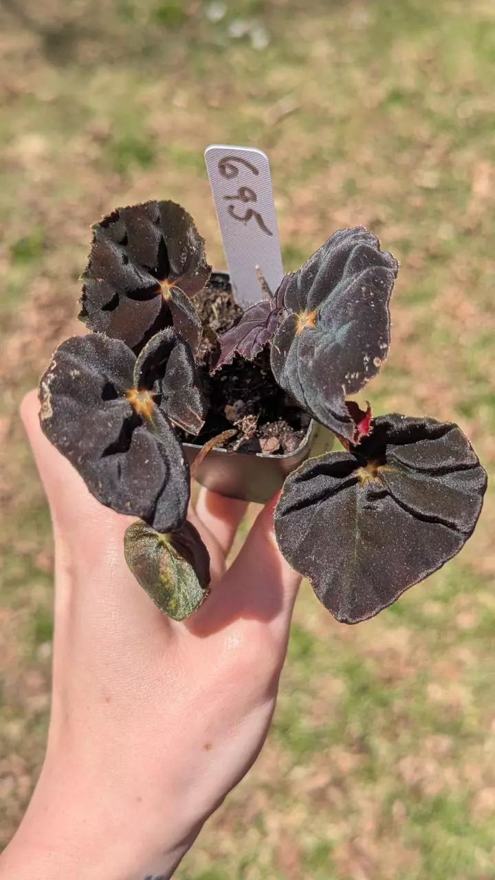 695 Begonia Conga thumbnail