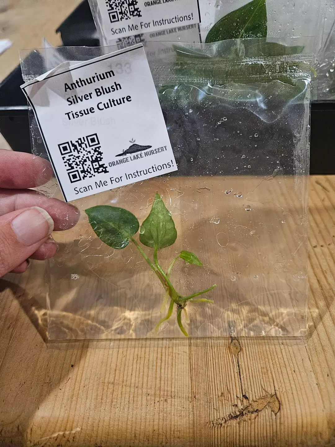 TC Anth Silver Blush thumbnail