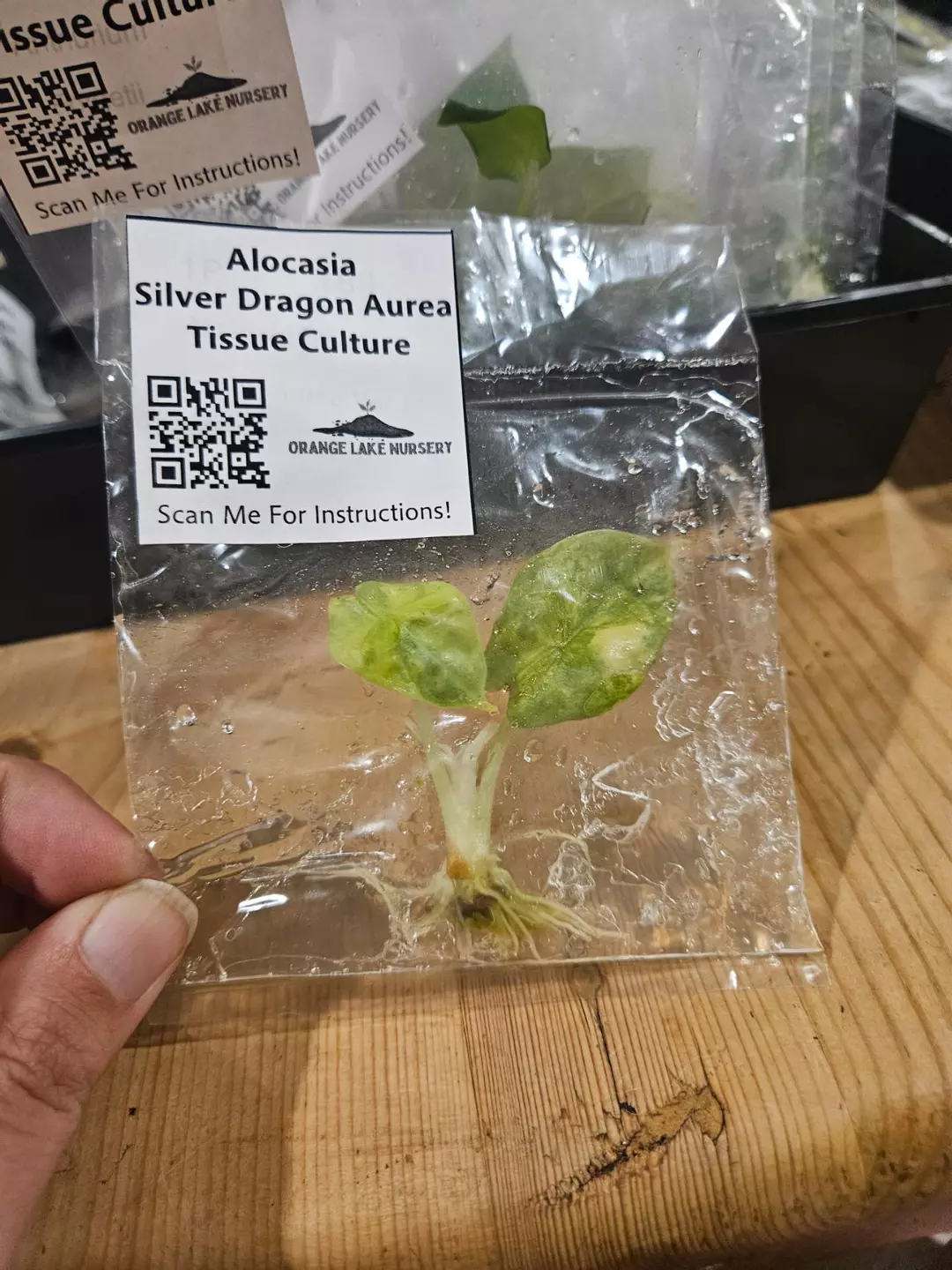 TC Alocasia Silver Dragon Aurea thumbnail