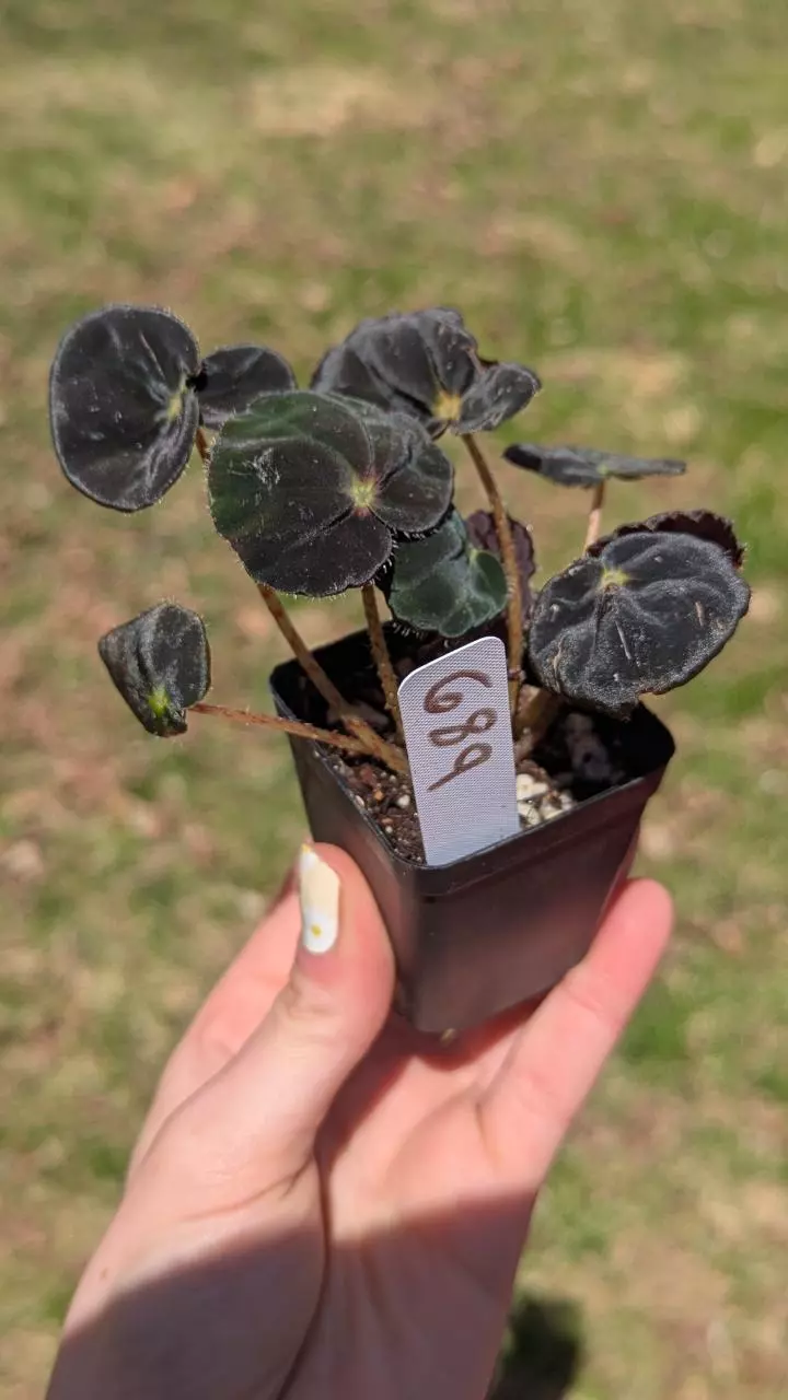 689 Begonia Conga thumbnail