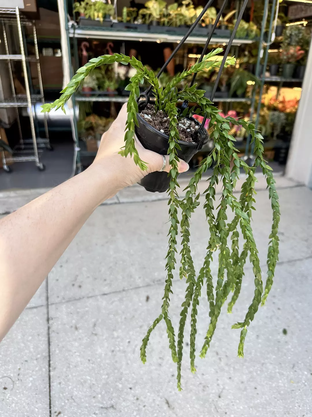 Huperzia hang hong thumbnail