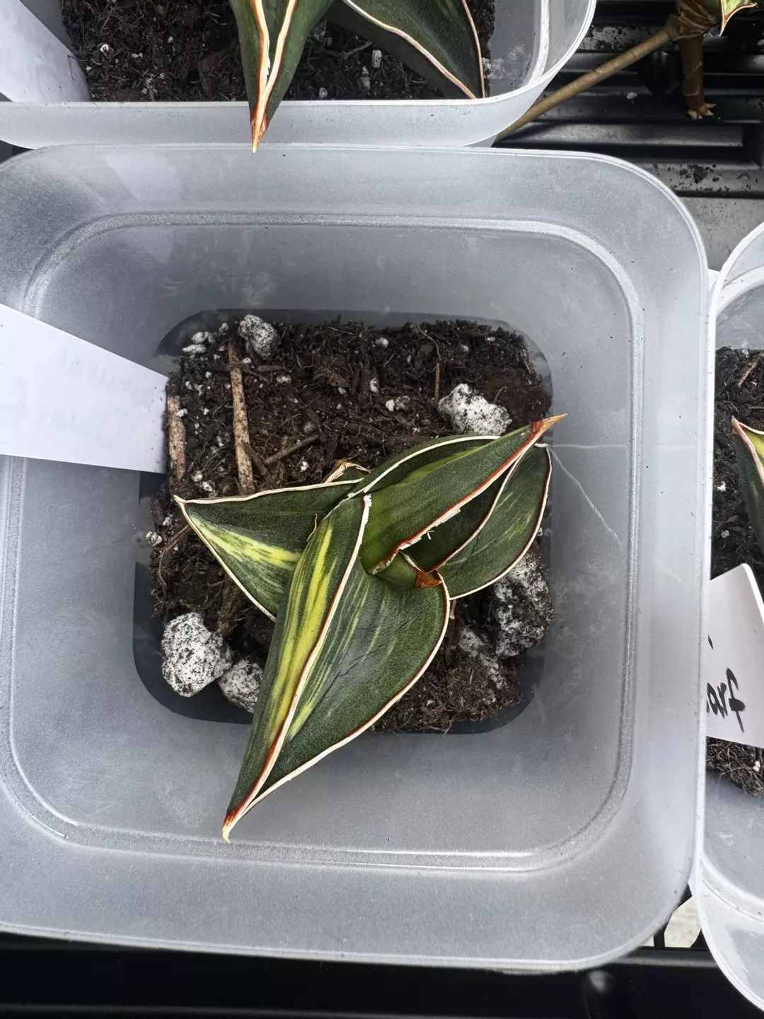 Samurai Dwarf Variegated thumbnail