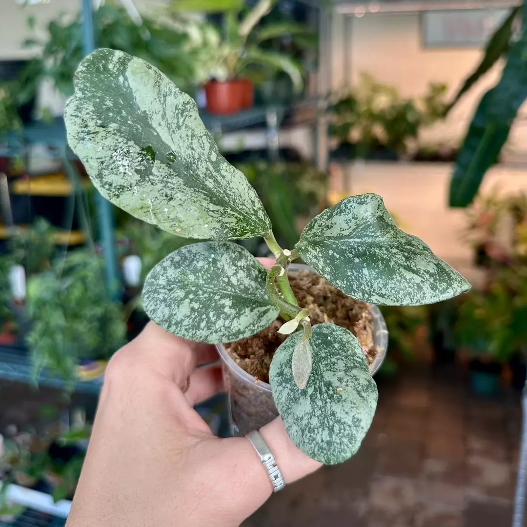 Hoya waymaniae cloudy sky 4” pot thumbnail