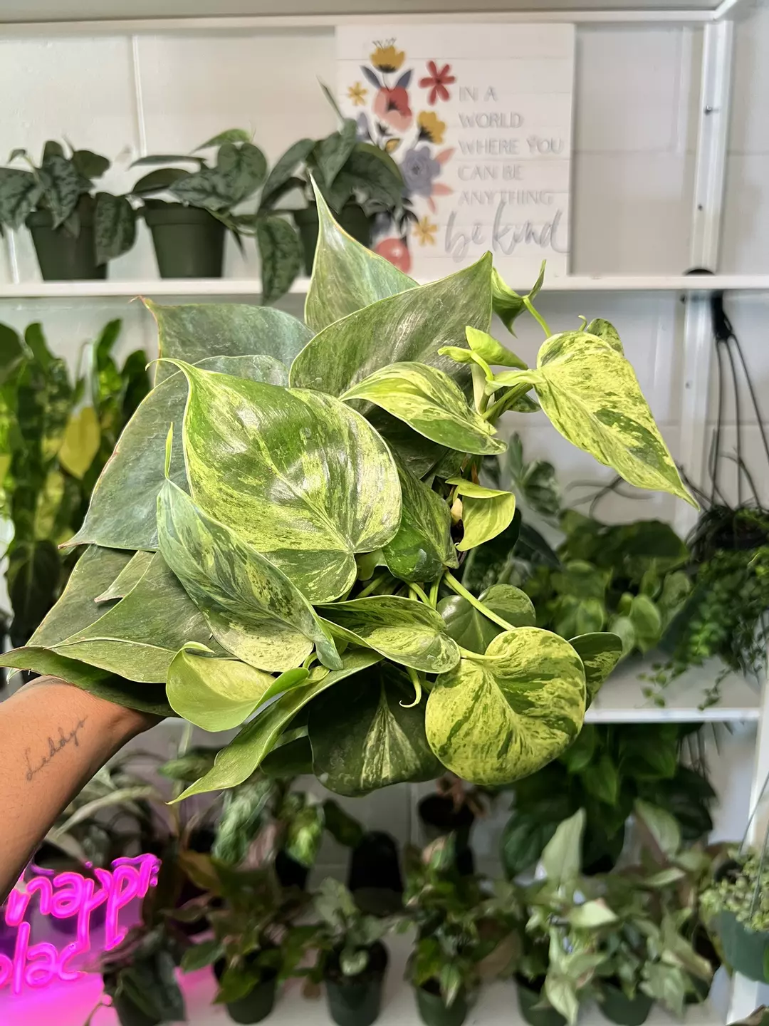 4” Philodendron Varigated Heartleaf C - Exact Plant🌱 thumbnail