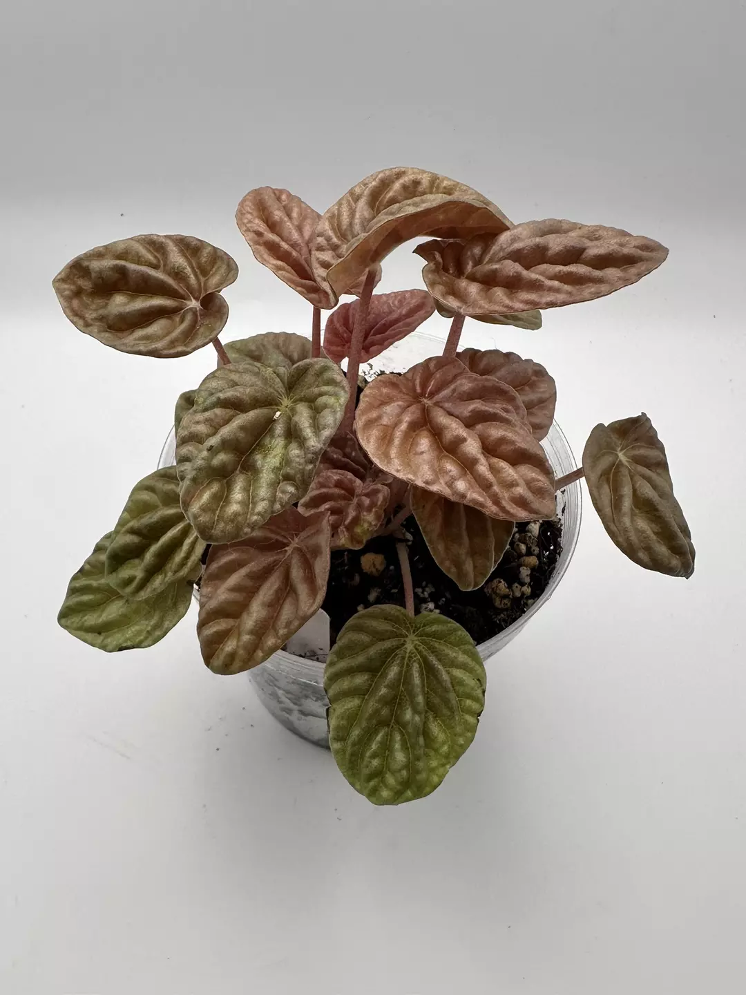 Peperomia Quito thumbnail