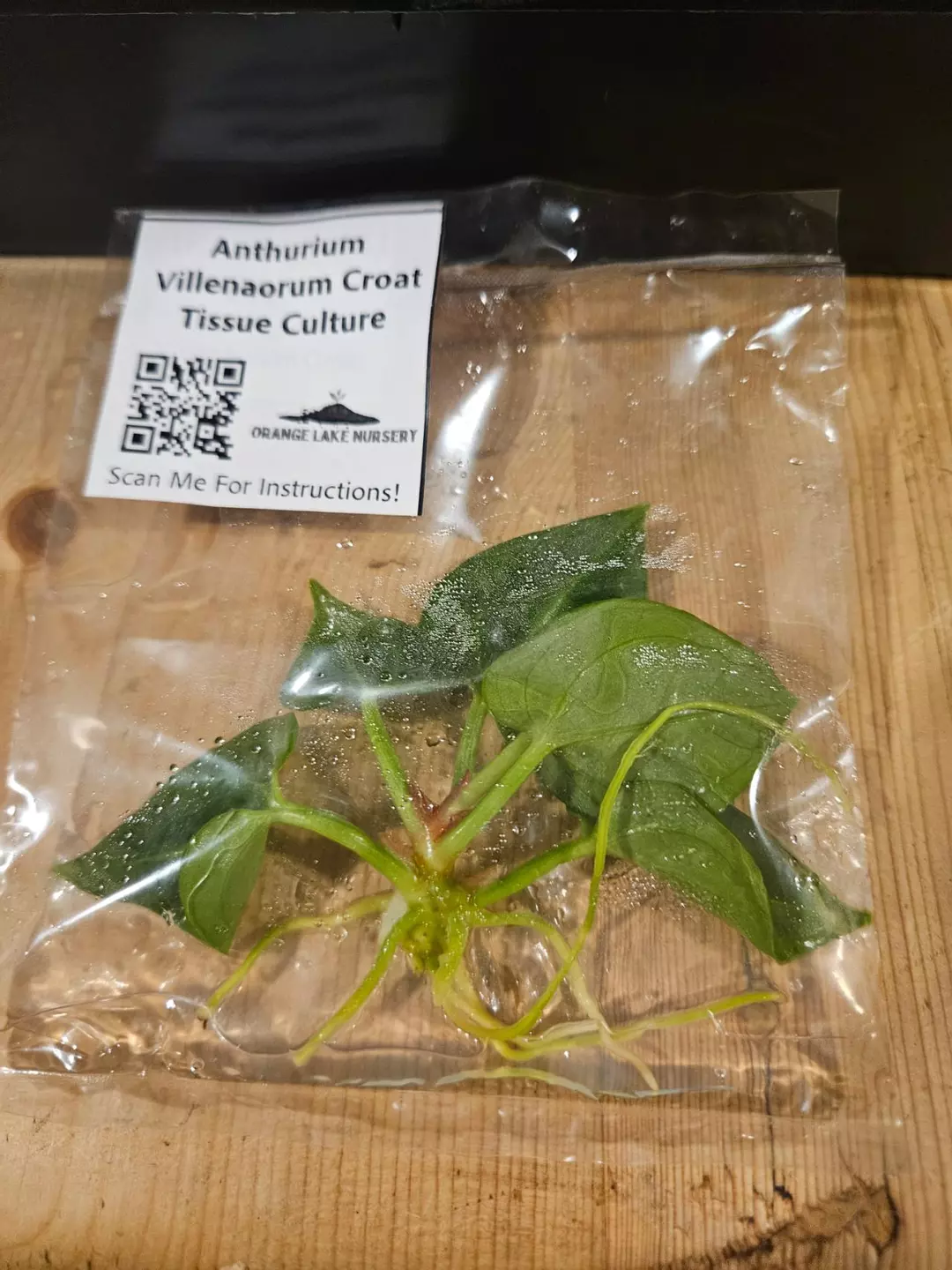 TC Anth Villenaorum Croat thumbnail