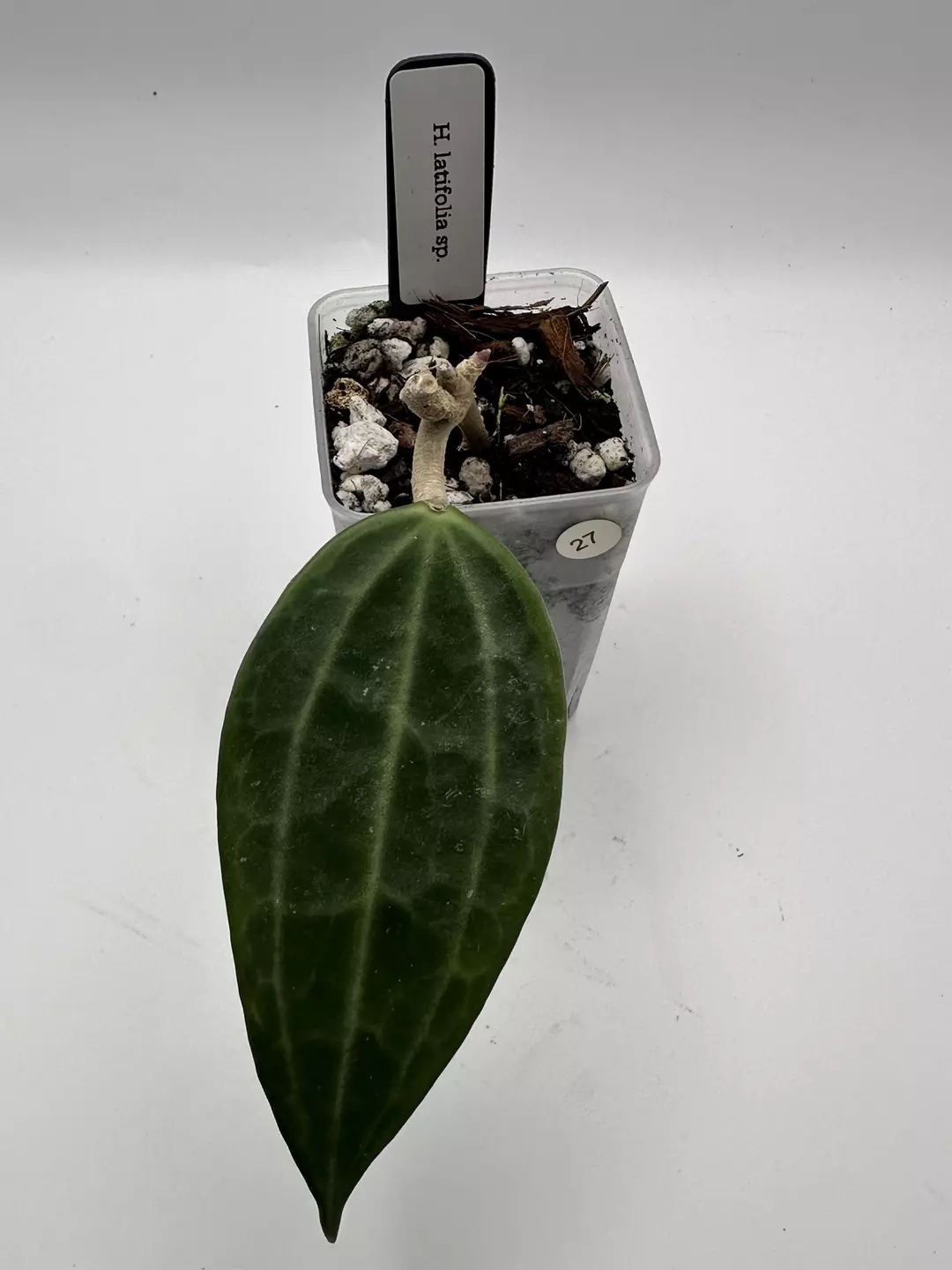 H. latifolia sp. thumbnail