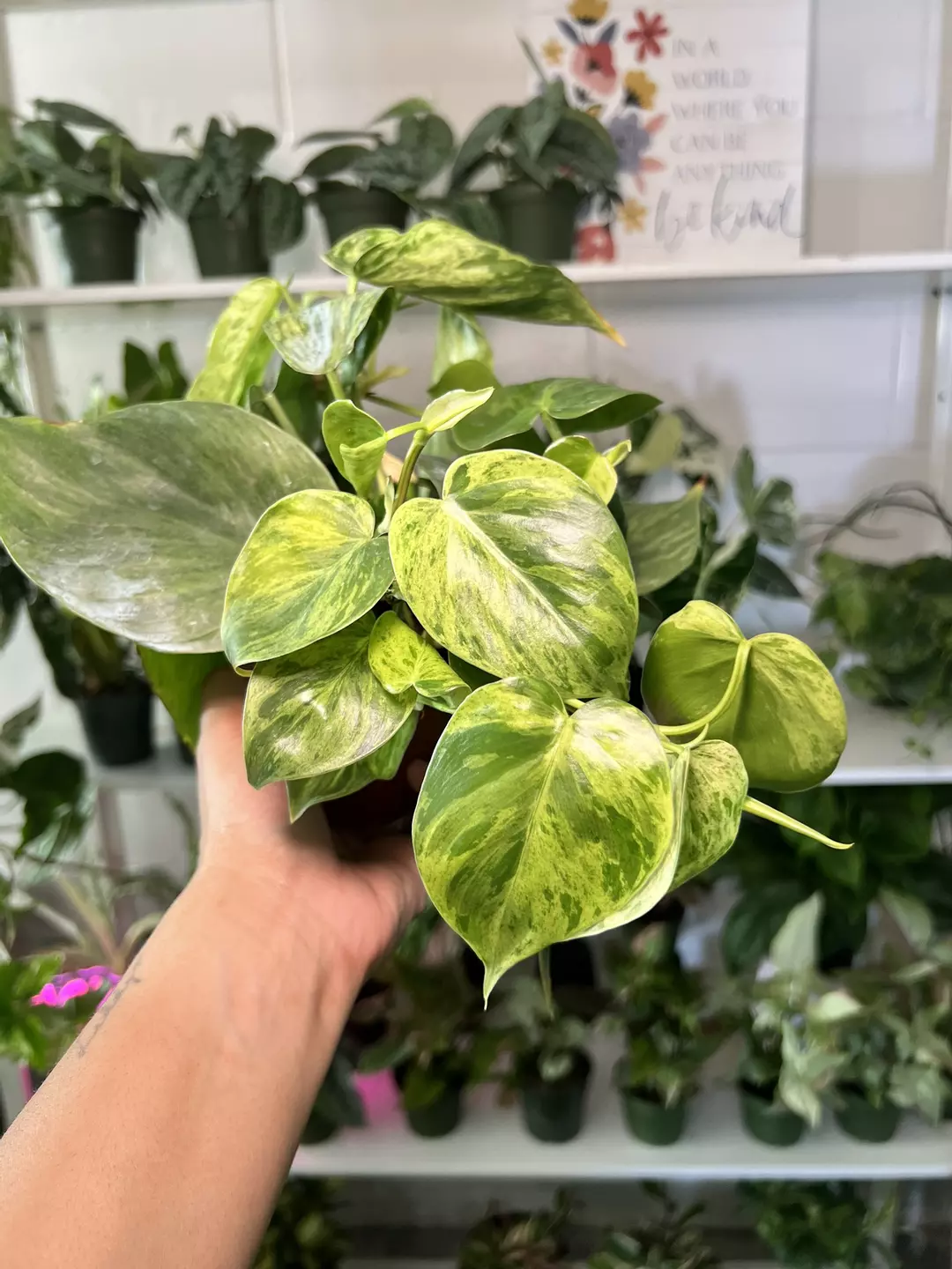 4” Philodendron Varigated Heartleaf B - Exact Plant🌱 thumbnail