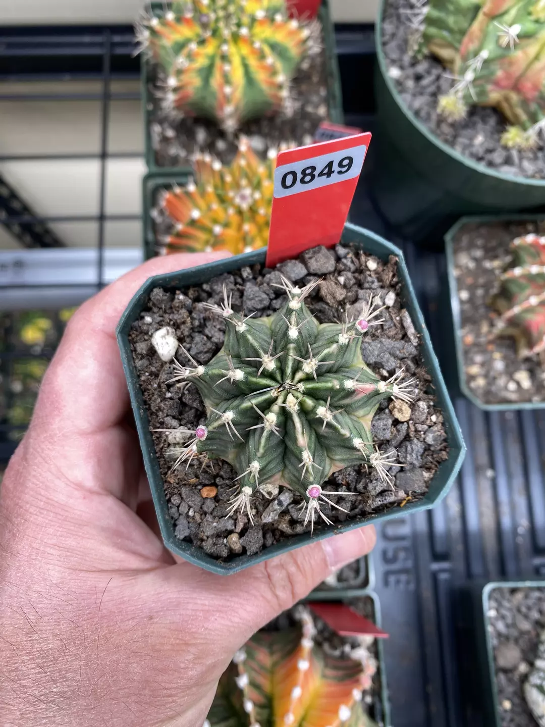 849 Gymnocalycium cv Dragon Tribe thumbnail